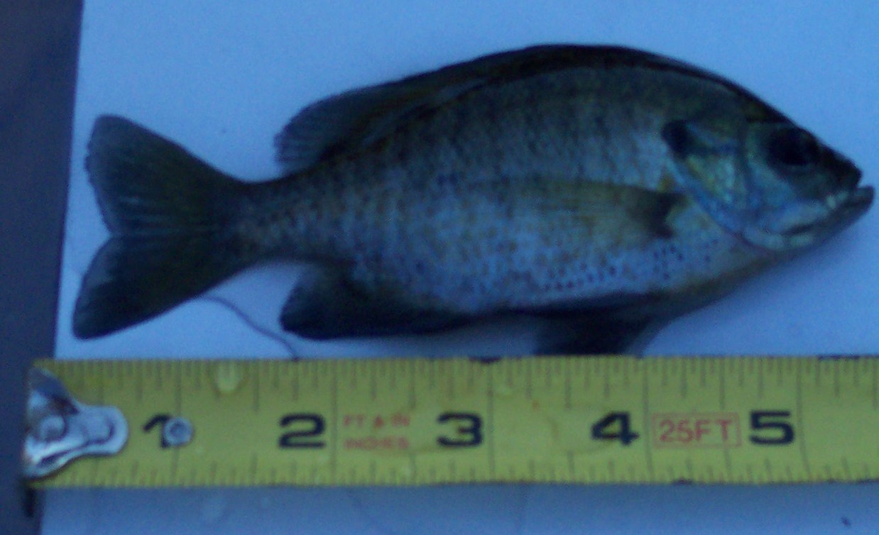 2009 10 19 Lepomis auritus (reduced).jpg